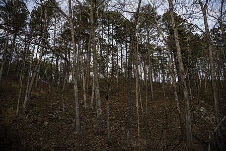 Trees on the Hill in Hawn State Park, Missouri thumbnail