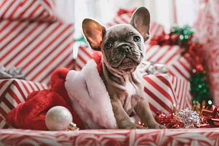 gray Boston terrier sitting on red and white surface beside bauble thumbnail