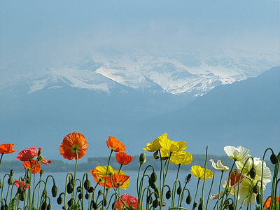selective focus photography of flowers thumbnail