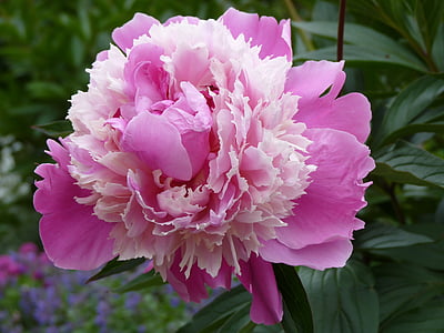 pink flower thumbnail