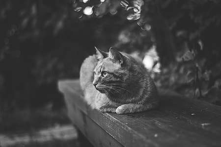 tabby cat on wooden bench thumbnail