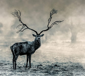 standing brown deer thumbnail