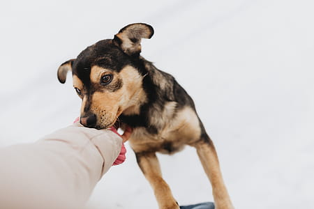 The Strange Dog thumbnail
