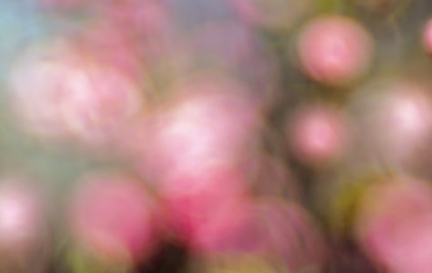 plant, nature, live thumbnail