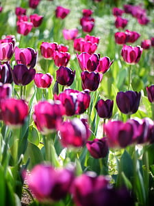 pink petaled flowers thumbnail