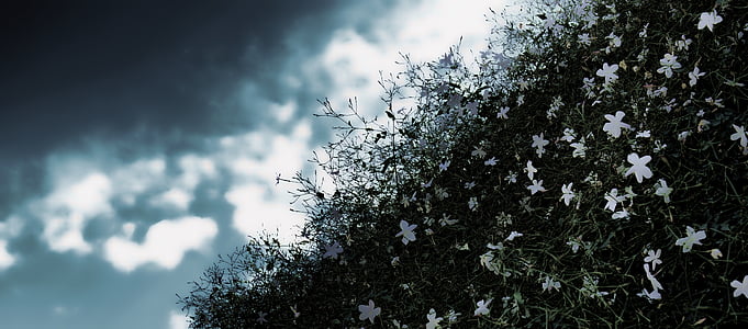 white flowers thumbnail