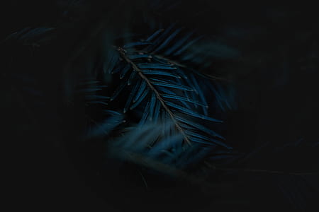 close up photo of green linear leaves thumbnail