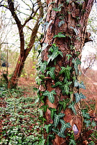 tree covered with plants thumbnail