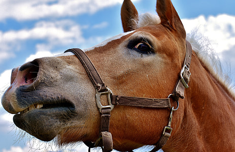 close-up photography of tan horse thumbnail