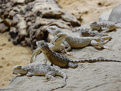 Agama Steppe, Trapelus Sanguinolentus thumbnail
