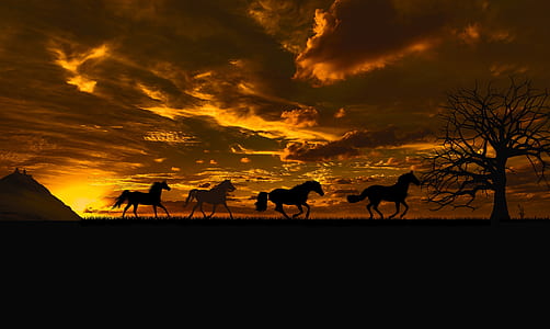 silhouette photography of four horses under sunset thumbnail