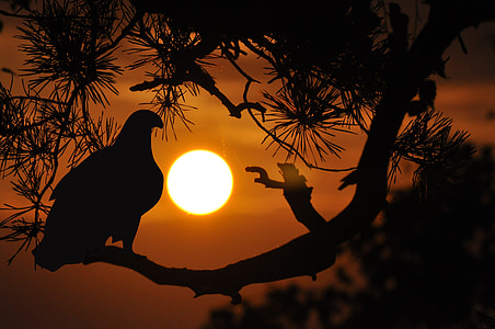 silhouette photography of bird on branch thumbnail