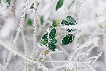 selective focus of leaves covered with snow thumbnail