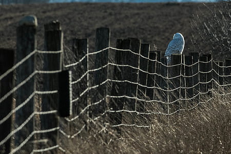 white owl on fence thumbnail