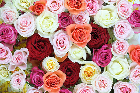 macro photography of flowers thumbnail