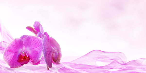 purple orchid bouquet thumbnail