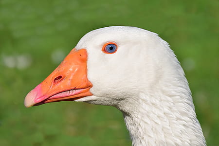 white goose head thumbnail