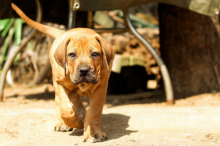 shallow focus photography of short-coated brown dog thumbnail