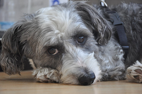 curly-coated blue and white dog thumbnail