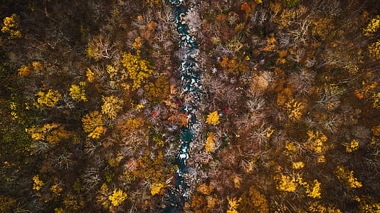 aerial view, tree, woodland, forest thumbnail