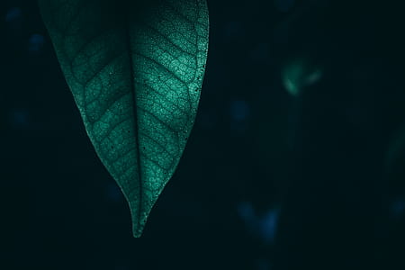 macro shot of leaf thumbnail