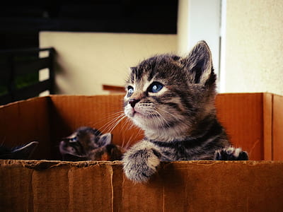 short-furred gray tabby kitten inside box thumbnail