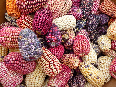 assorted-color corn lot thumbnail