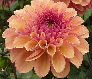 macro photography of pink Dahlia flower thumbnail