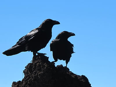 close-up photography of crows perched on rocks thumbnail
