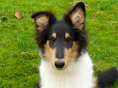 dog sitting on grass at day thumbnail