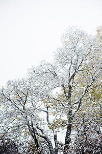 leafless tree thumbnail