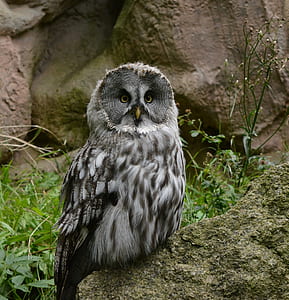 gray and brown owl thumbnail