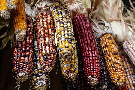 assorted-color corns thumbnail