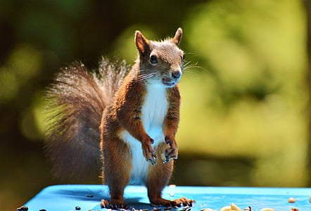 red squirrel standing on blue surface closeup photo thumbnail