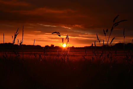silhouette photograph of grass during golden hour thumbnail