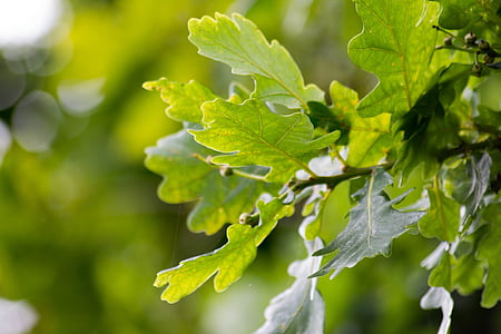 green leaf plant thumbnail