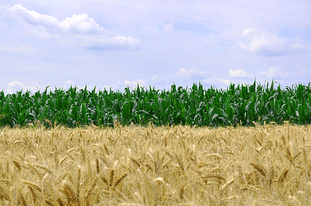 green corn plants at daytime thumbnail