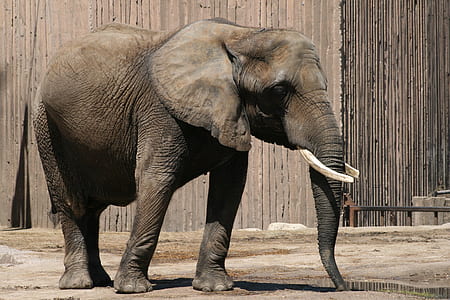 gray elephant standing near brown painted wall thumbnail