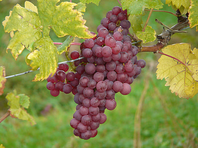 grapes fruit thumbnail