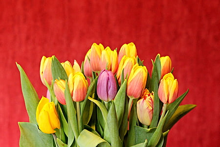 close-up photo of pink and yellow tulip flowers thumbnail