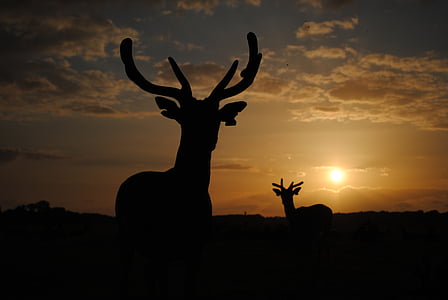 silhouette of two deer during golden hour \ thumbnail