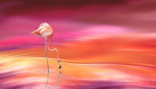 flamingo drinking water digital wallpapper thumbnail