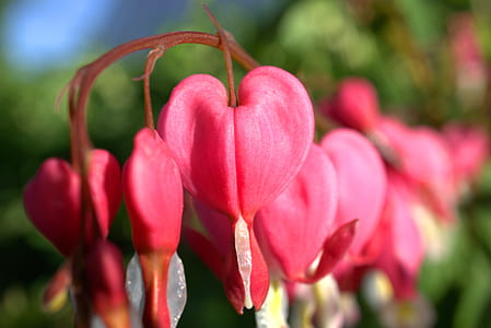 pink bleeding hearts in soft-focus photography thumbnail