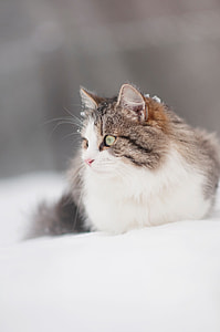brown tabby cat thumbnail