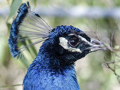 focus photo of Indian peafowl thumbnail