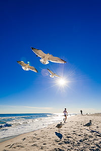 white birds flying above beach thumbnail