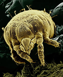 micro photography of yellow micro fauna thumbnail