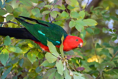 green and red parrot on brown tree branch thumbnail