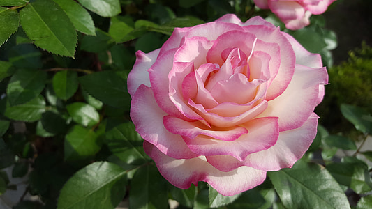 close up photo of white-and-pink roses thumbnail