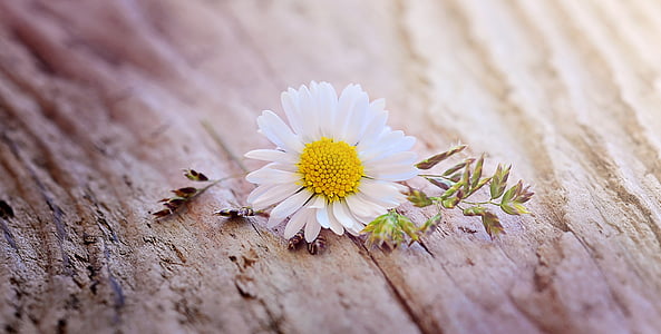 white petaled flower thumbnail